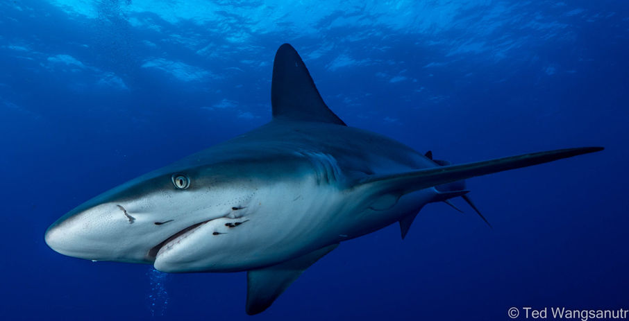 SaltyDivers sharkdiving Jupiter Florida