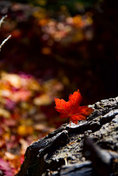 maple leaf nature photograph ottawa canada