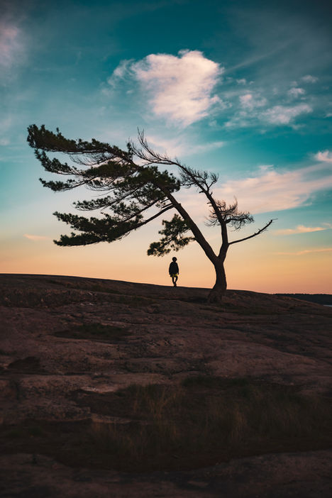 Jack Pine and boy sillhouette nature photograph prints for sale
