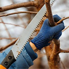 couper-branches-arbre-voisin-shutterstock_1930494509-compressed.jpg