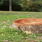 souche-arbre.jpg