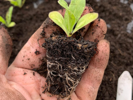 Sustainable Seedlings