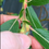 Thumbnail: Salix gracilistyla Mount Aso willow cuttings