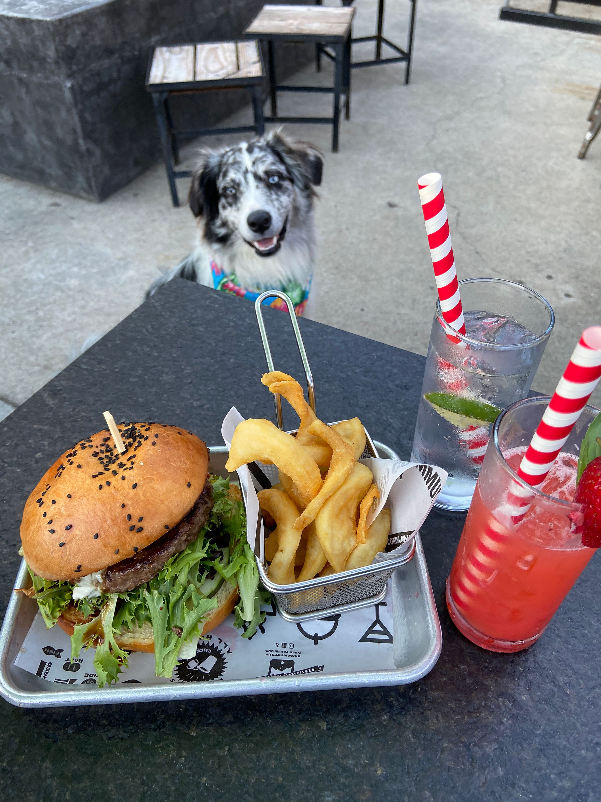 Bison Burger (Hoomans Only)