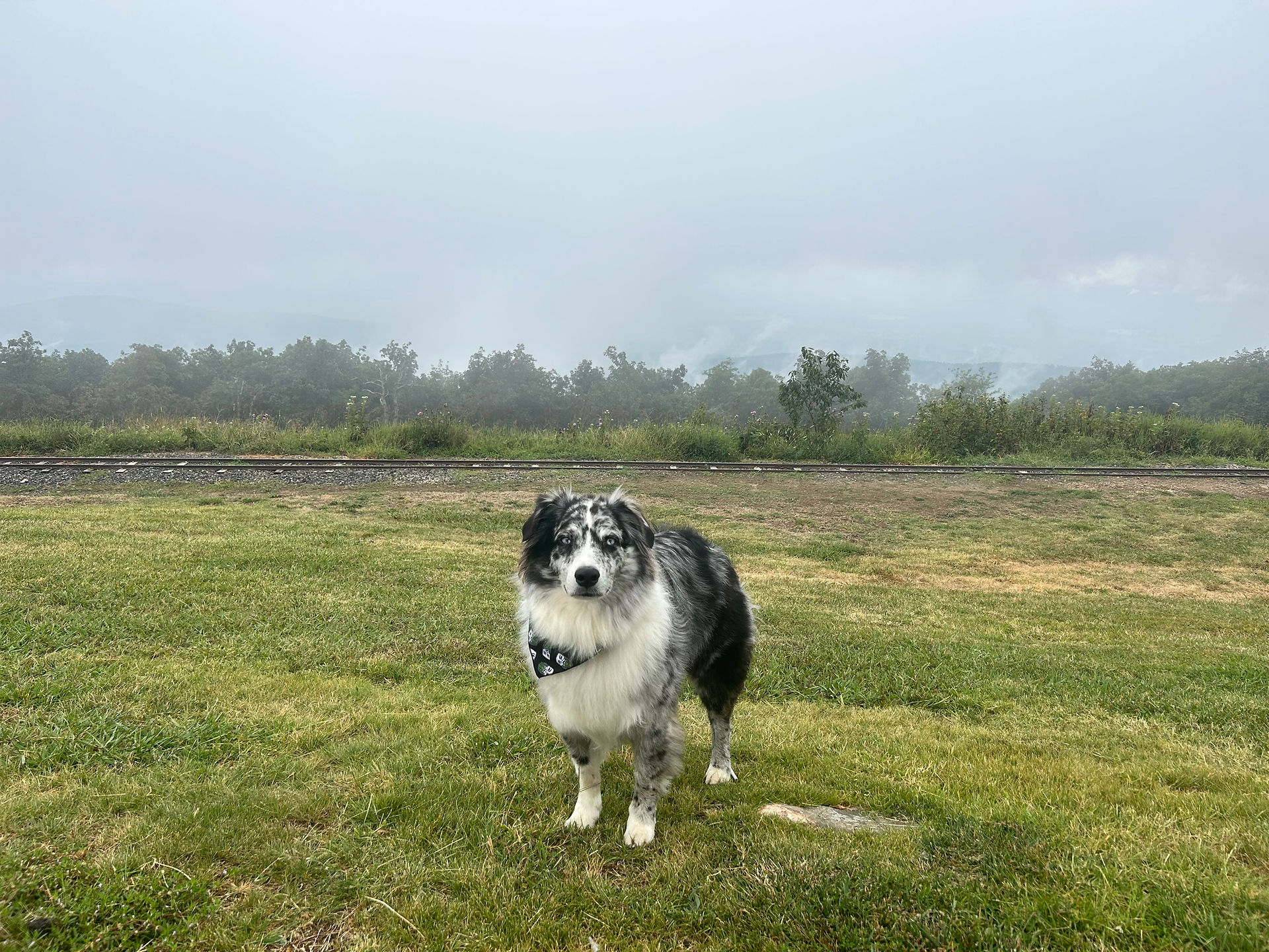 Dog at Queen Wilhelmina State Park lookout