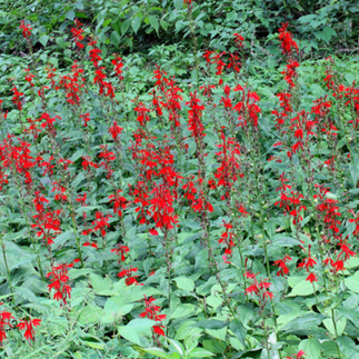 Cardinal Lobelia in mass planting