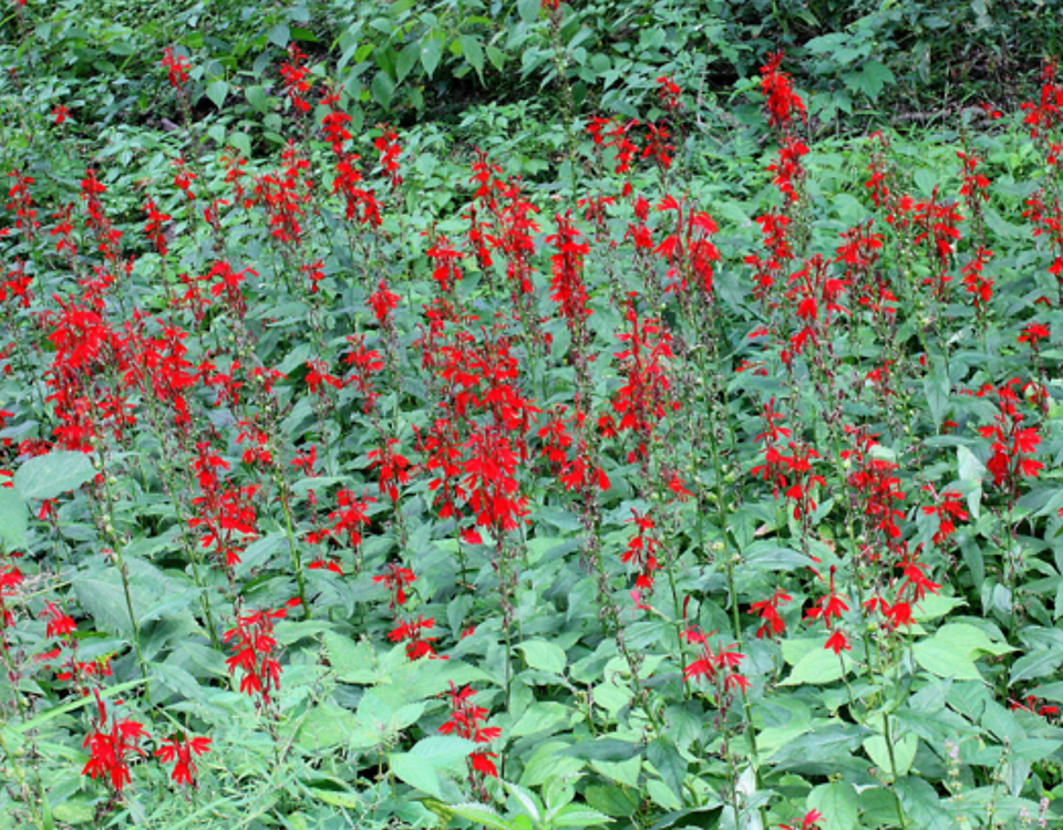 Cardinal Lobelia in mass planting