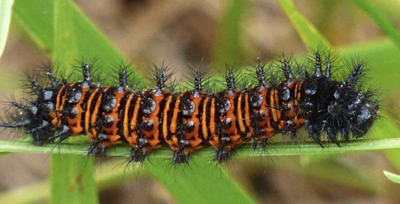 Baltimore Checkerspot caterpillar