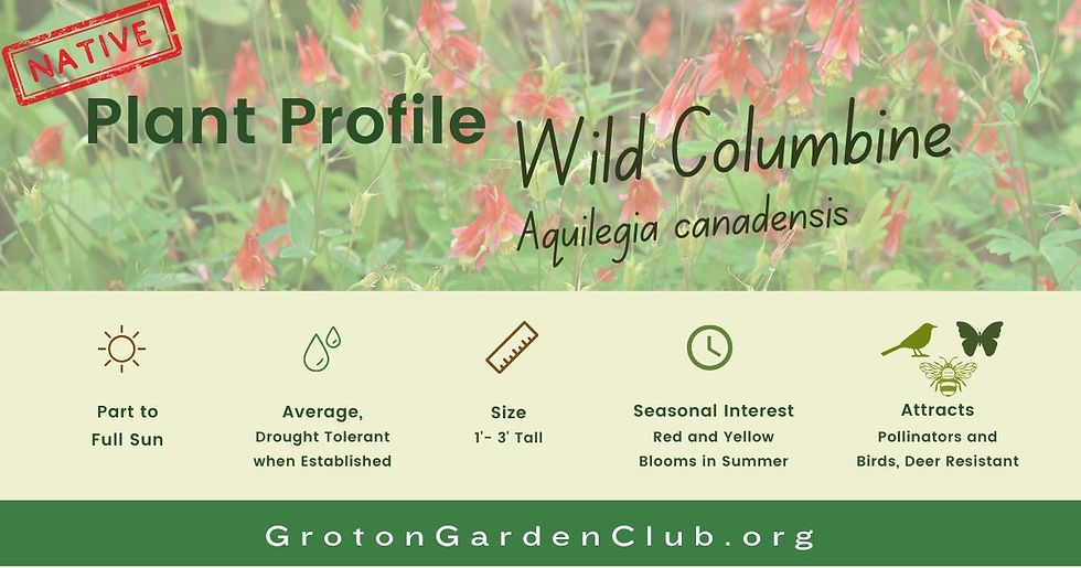 Native Plant Profile of Wild Columbine a pollinator attractor in Groton