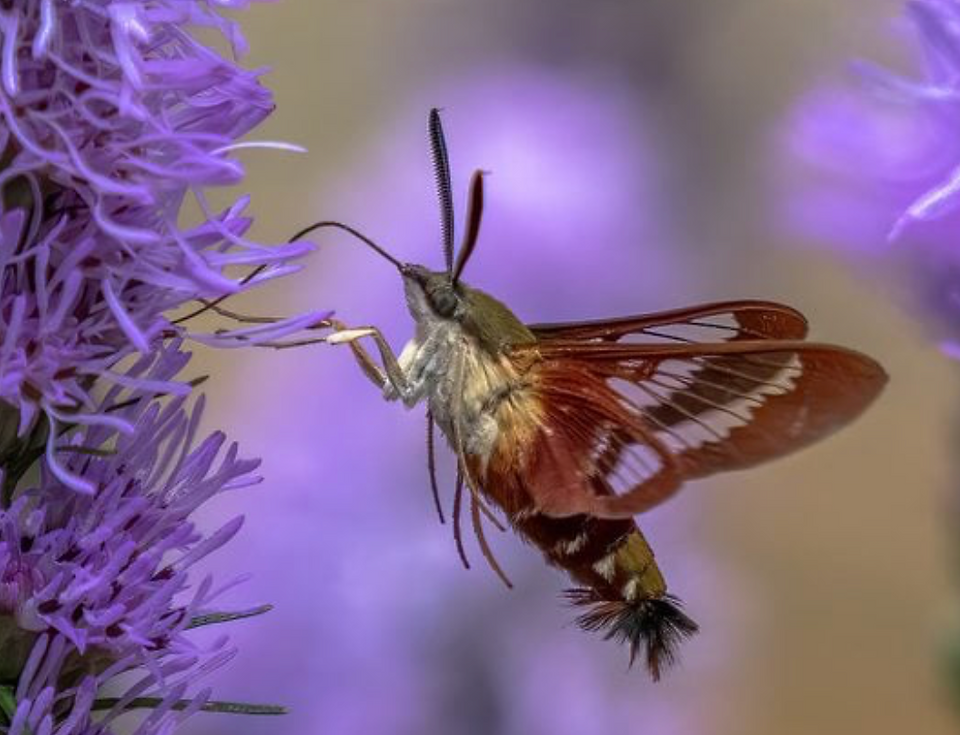 Hummingbird Clearwing pollinating litaris