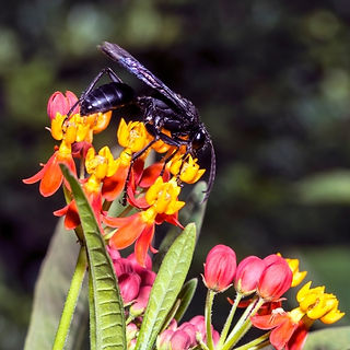 A Great Black Wasp (Sphex pensylvanicus) feeding on the vibrant orange and yellow flowers of a milkweed plant. The wasp’s glossy black body and iridescent wings contrast with the bright colors of the milkweed blooms. The background is a soft blur of green foliage, making the wasp and flowers stand out prominently in the image