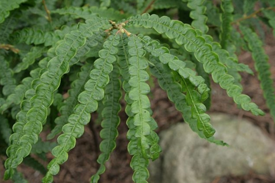 Sweet Fern's lace like leaves add texture to your garden