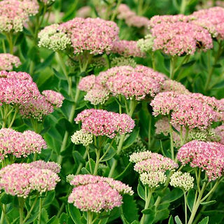 Soft pink to greenish white flowers form a canopy over dark green succulent leaves