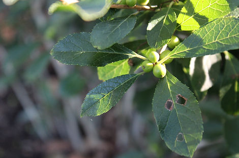 A close-up of a branch with dark green leaves and small, green berries. The leaves show signs of wear, with a few holes visible, suggesting the presence of insects or other natural elements. The berries are nestled near the center of the leaves, catching the light and adding a focal point to the image. The sunlight highlights the textures of the leaves and berries, creating a contrast between the rich green colors and the shadows in the background. The overall scene captures a moment in the life cycle of the plant, showcasing its natural beauty and resilience.