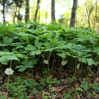 The image shows a dense group of Mayapple (*Podophyllum peltatum*) plants growing in a woodland setting. Each plant has large, umbrella-like green leaves with several white flowers peeking out from beneath the leaves. The plants are spread across the forest floor, creating a lush green carpet. The background features tall trees with light filtering through, giving the scene a serene, natural atmosphere. The ground is covered in leaf litter and small plants, typical of a woodland environment.