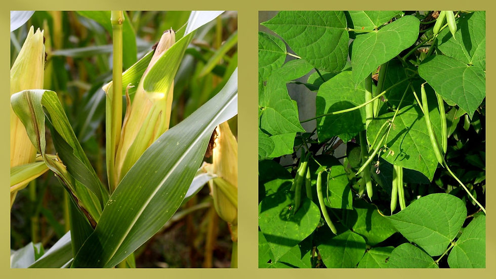 Corn and Beans are companion plants that have a symbiotic relationship