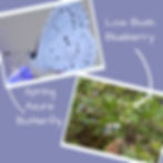 blueberry is host plant to spring azure butterflies