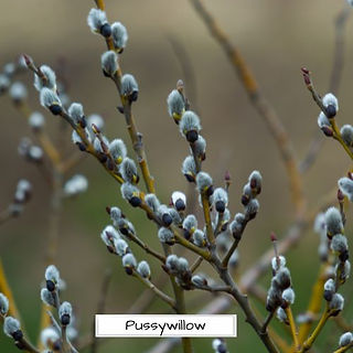 pussywillow branches