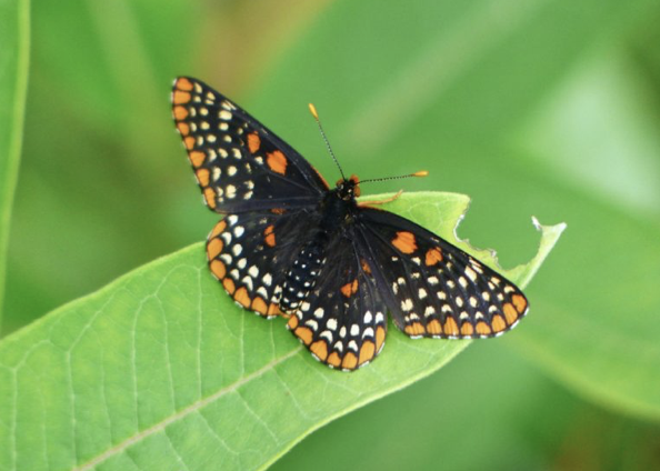 Baltimore Checkerspot butterfly