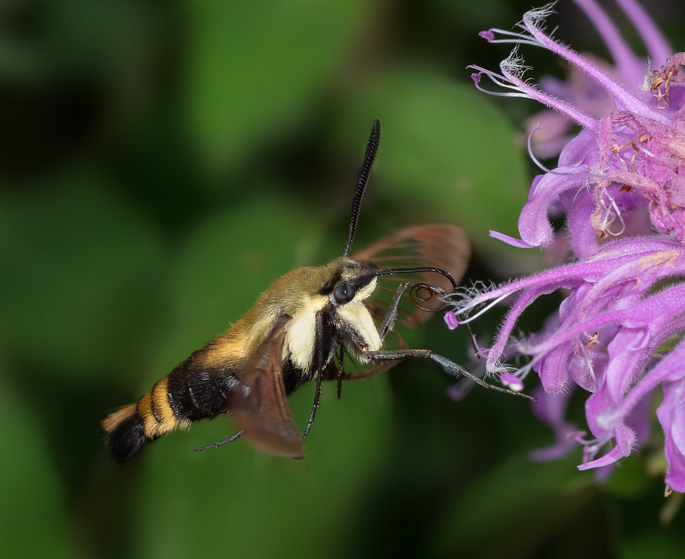 snowberry clearwing pollinating bee balm
