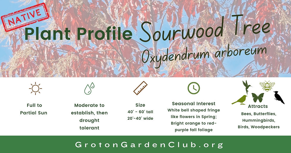 An informational graphic titled “Plant Profile Sourwood Tree Oxydendrum arboreum” with a background image of a Sourwood tree with red fall foliage. The graphic is labeled “NATIVE” at the top left and includes icons and text highlighting the tree’s characteristics: “Full to Partial Sun,” “Moderate to establish, then drought tolerant,” “Size: 40’ - 60’ tall, 20’ - 40’ wide,” “Seasonal Interest: White bell-shaped fringe-like flowers in Spring; Bright orange to red-purple fall foliage,” and “Attracts: Bees, Butterflies, Hummingbirds, Birds, Woodpeckers.” At the bottom, the website “GrotonGardenClub.org” is listed.