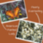 pearly everlasting flowers are host to american painted lady butterflies