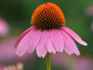Orange bristled center of a purple coneflower is surrounded by pinky-purple petals