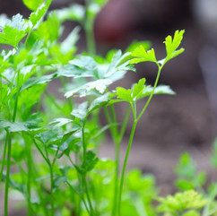 upright stems topped with leaves that have irregular edges of the parsley plant
