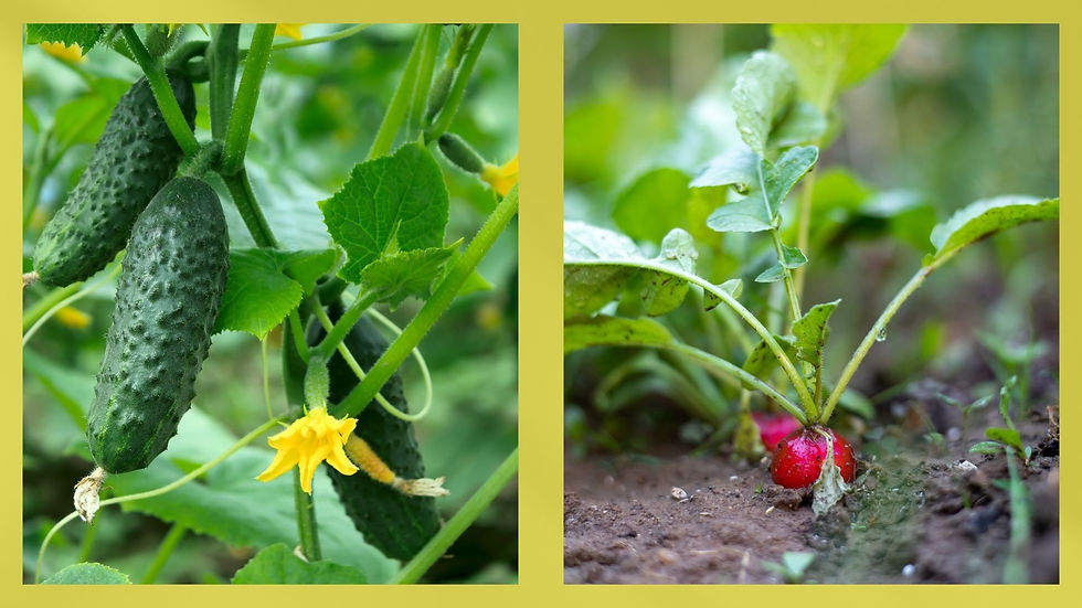 Cucumber and radish companion plants