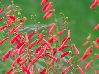 Red tubular flowers jut forward from their stems