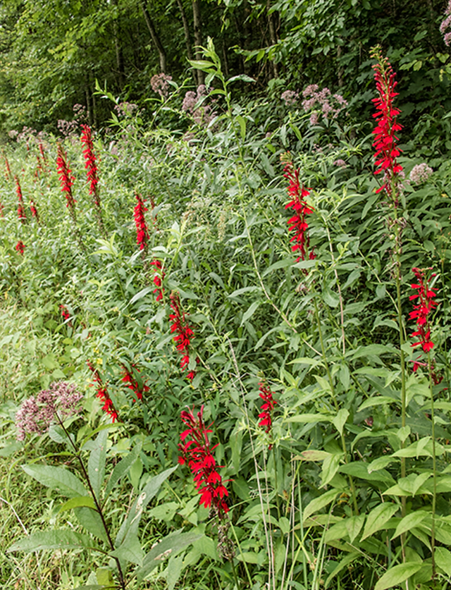 Cardinal Lobelia and its foliage