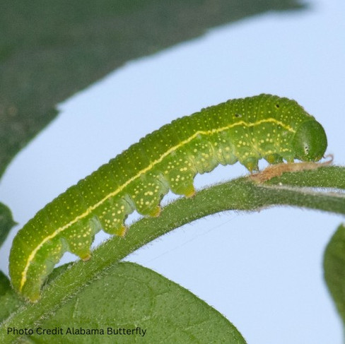 adult snout butterfly caterpillar with light green stripe and light green spots on its leaf green body