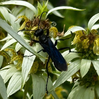 A Great Black Wasp (Sphex pensylvanicus) on a cluster of pale green and yellow Mountain Mint (Pycnanthemum) flowers. The wasp’s glossy black body and dark blue wings stand out against the soft, muted tones of the foliage and flowers. The background is a blend of green hues, keeping the focus on the wasp and the intricate details of the plant.