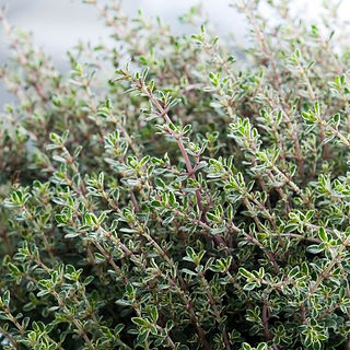 dense cluster of leafy stems of thyme