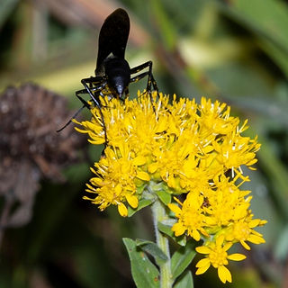 A Great Black Wasp (Sphex pensylvanicus) feeding on bright yellow Goldenrod (Solidago) flowers. The wasp’s glossy black body contrasts sharply with the vibrant yellow blooms. The background features blurred green foliage, keeping the focus on the wasp and the cluster of flowers.