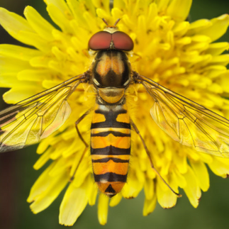 yellow hover fly pollinator predator
