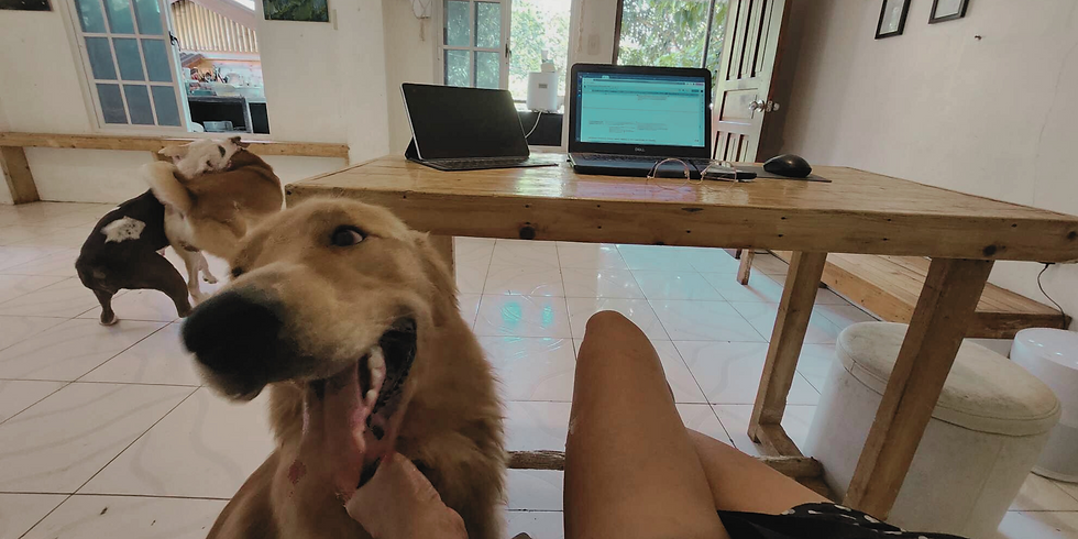 Golden Retriever smiling up close while being petted, with two other dogs playfully wrestling in the background. A rustic wooden table with two laptops sits nearby, capturing a peaceful, pet-filled work-from-home moment.