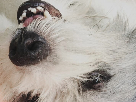 Close-up of a relaxed dog lying on its back, showing its soft black nose, partially open mouth with visible teeth, and closed eyes. The dog’s fluffy white and grey fur frames its peaceful expression, capturing a tender moment of calm and trust.
