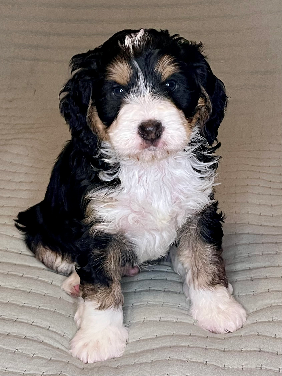 Thumbnail: *FOUND HIS FOREVER HOME* Rocket - male 