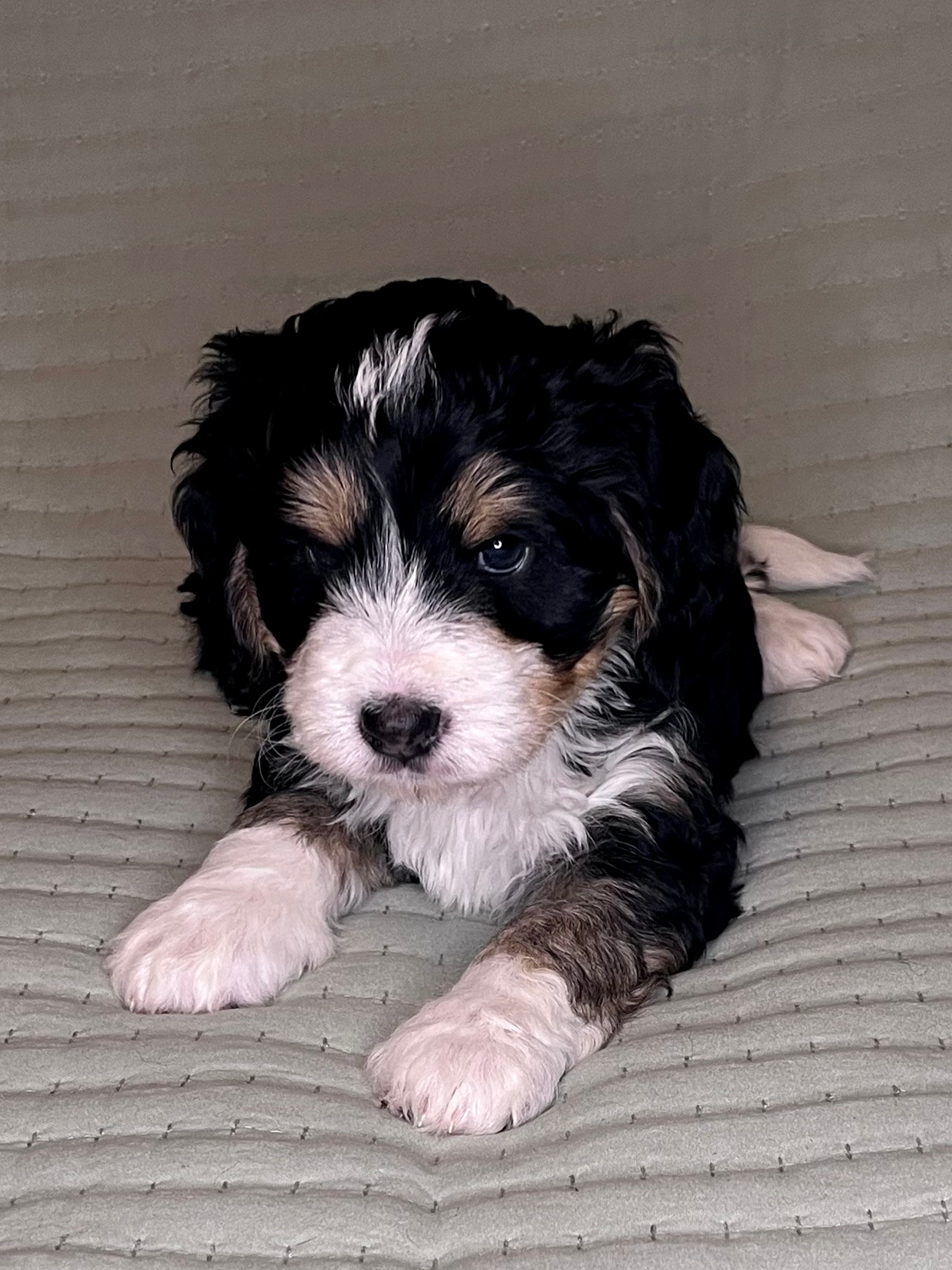 *FOUND HIS FOREVER HOME* Rocket - male