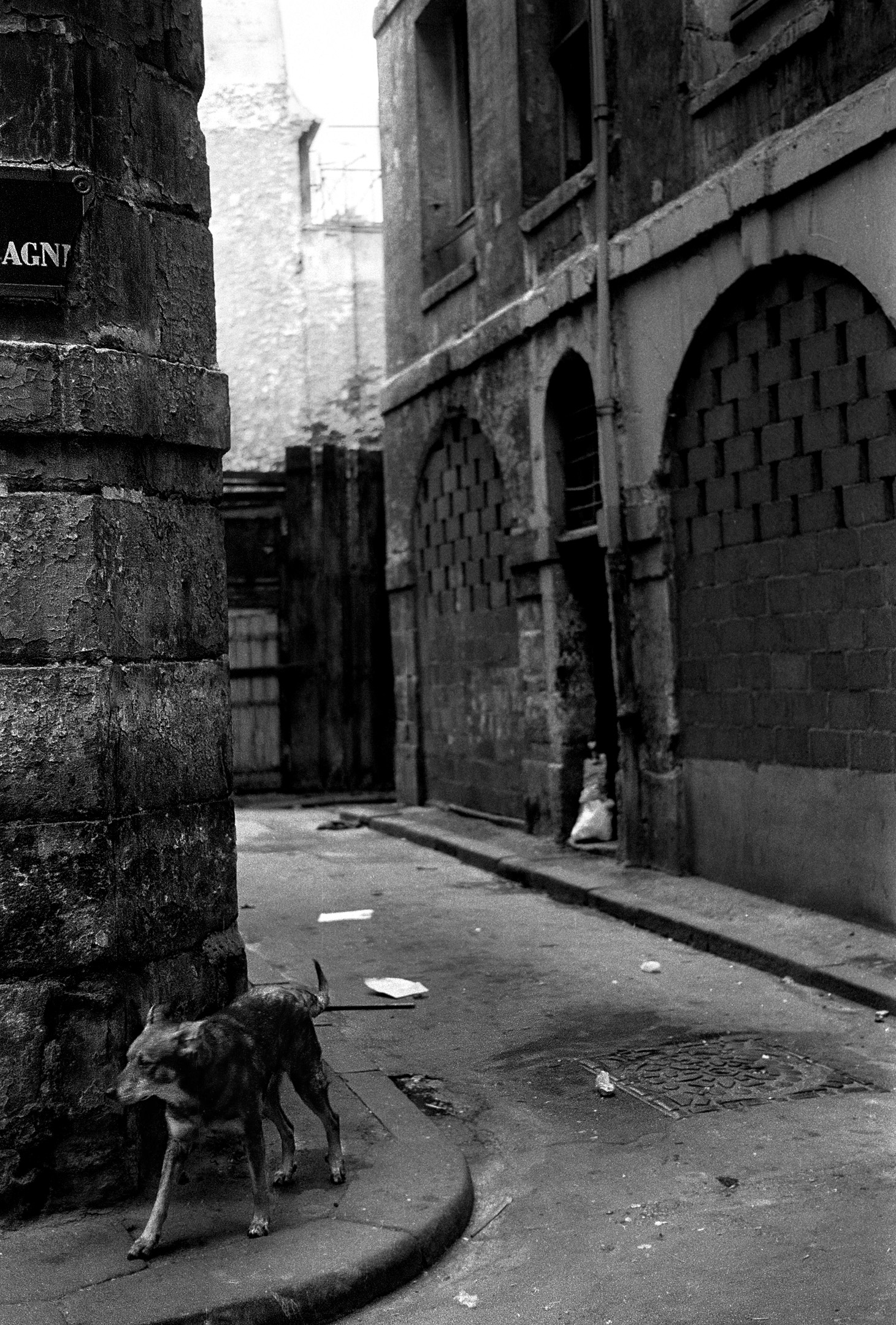 Dog - Paris 1975