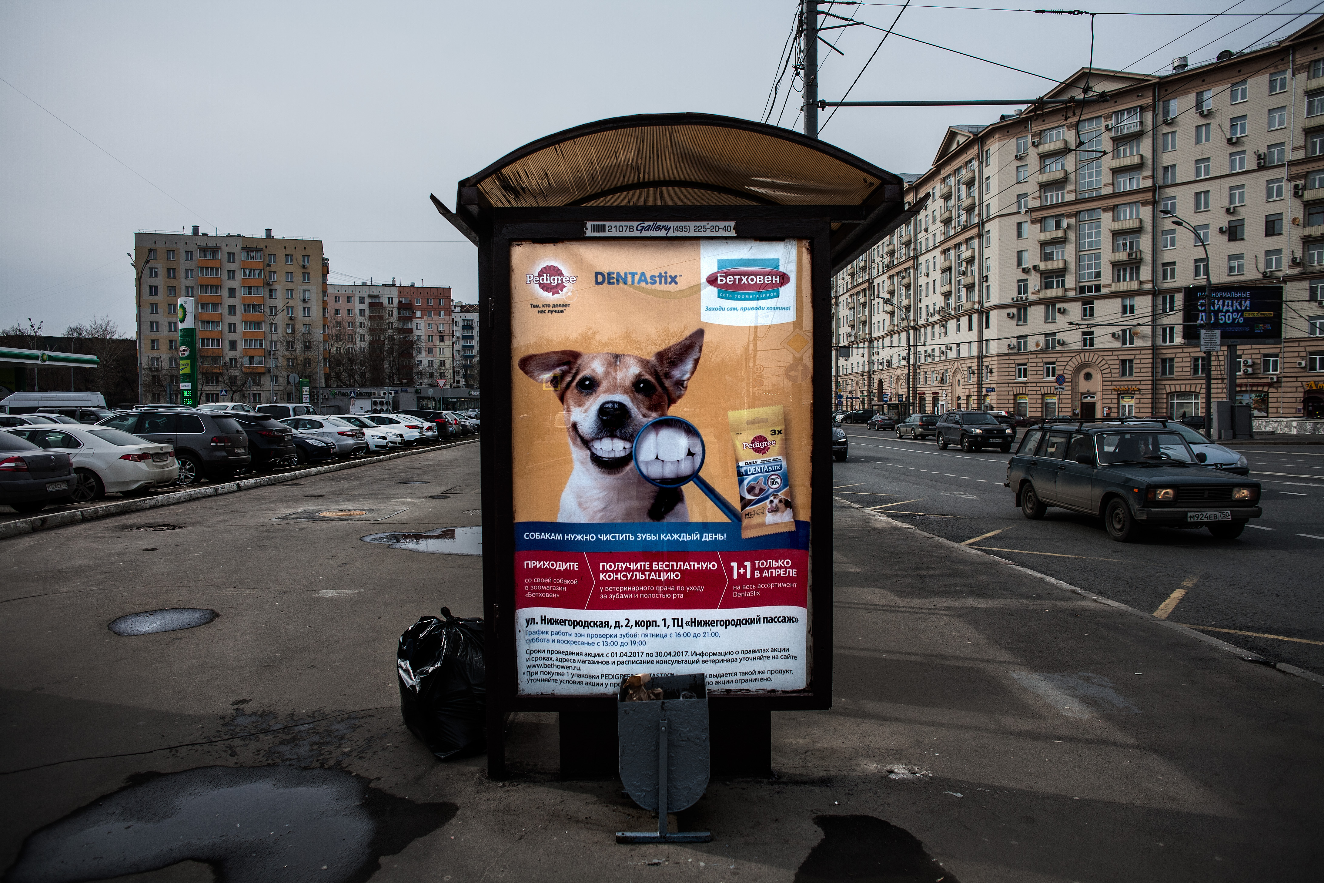 dog - Moscow 2017