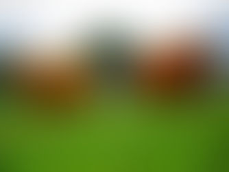 Meet Mariah and Daphne Our New Highland Cow Stars at Fore Saws Farm