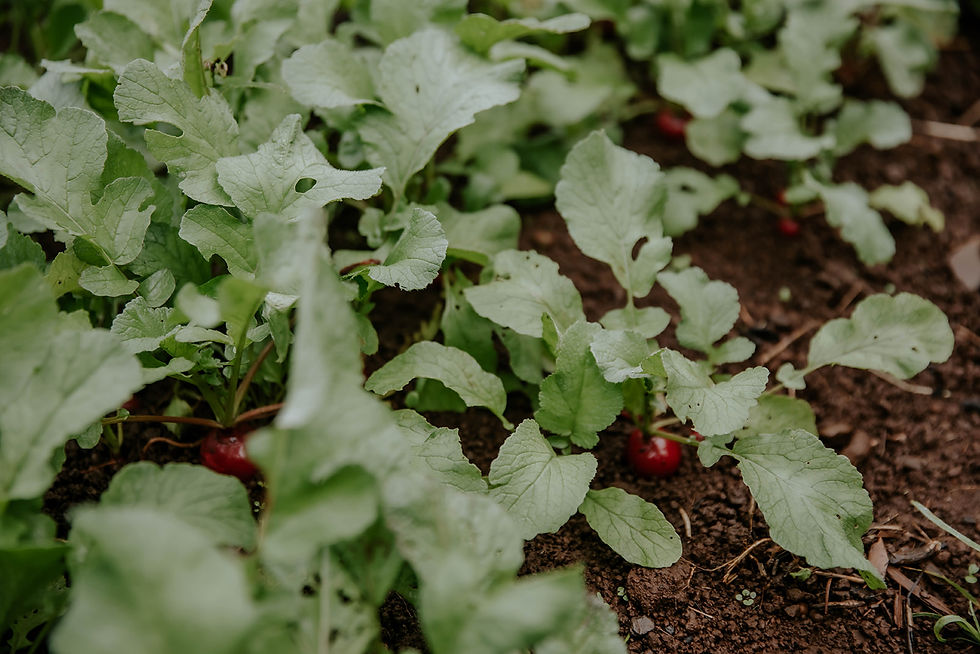 BlueRavenFarm_Fall2020_studioxiiiphotography-44_websize (1).jpg
