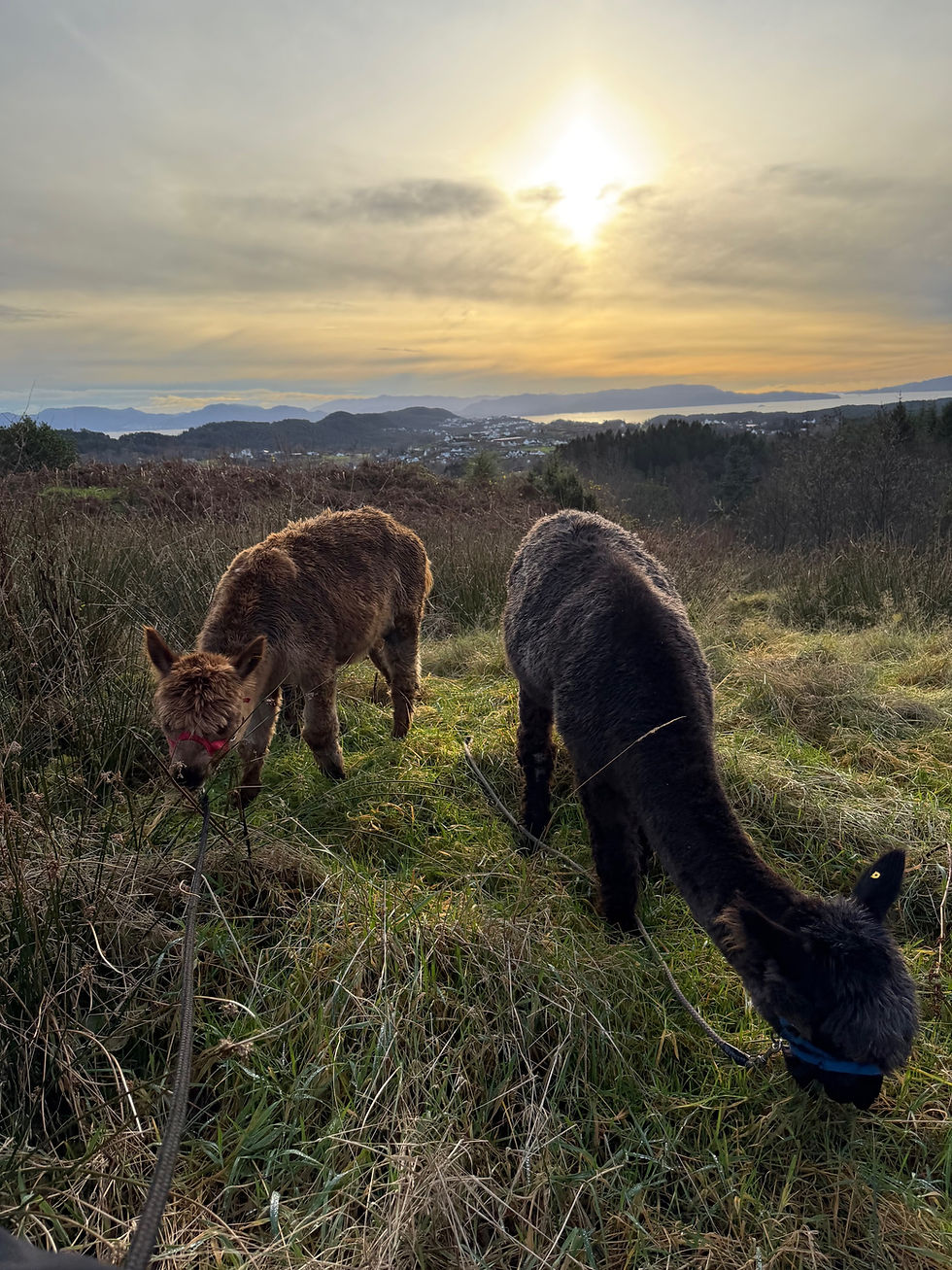 Alpakka i solnedgang