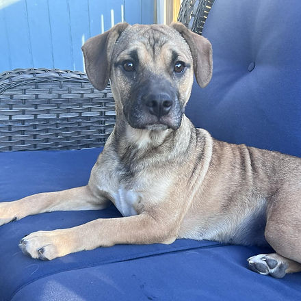 PET SPOTLIGHT | Love of Labs Rescue