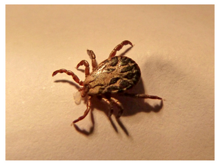 Tackling Tick bites