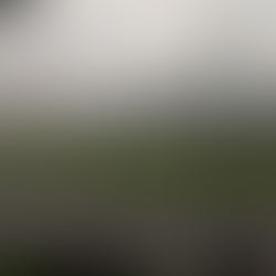 Happy Christmas from the Woods