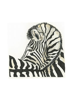 Zebra.jpg