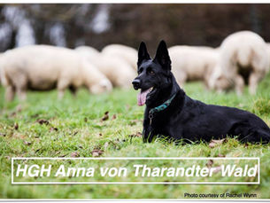 Black German Shepherd Dog lying in front of a flock of grazing Dorset sheep